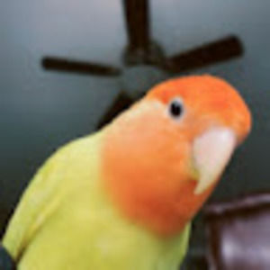 Meet your Posher, Lucy